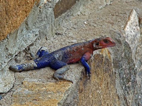 Agama Lizard By Tony Murtagh Lizard Animals Wild Africa