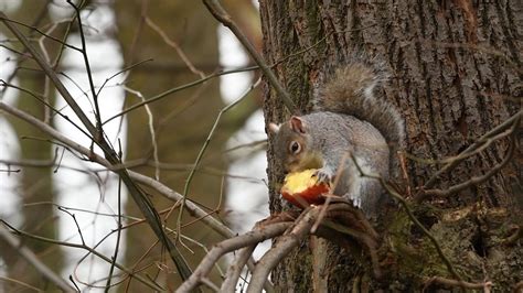 It takes the average squirrel about a minute and a half to attend to all of its biological needs, he tells countryliving.com. Grey Squirrel eating a apple at Kensington Gardens on 31st ...