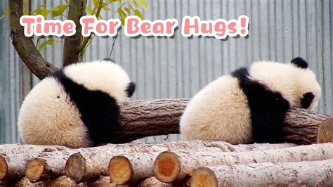 Super Adorable Pandas Cuddling Up Together Ipanda Youtube