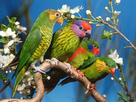 Beautiful Colorful Cute Birds Okay Wallpaper