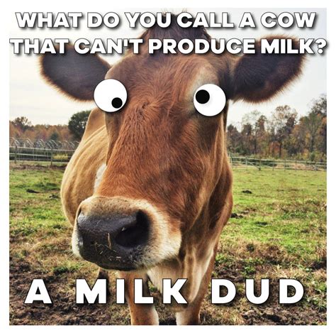 Funny Cow Memes Page 16 Of 62 Entegra Signature Structures