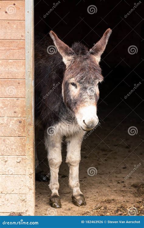 Donkey In Stable Stock Photo Image Of Domestic Farming 182463926