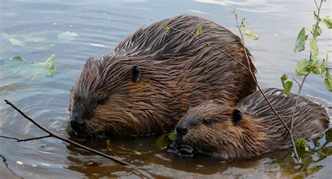Home Beavers Wetlands And Wildlife