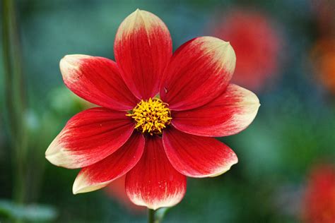 Free Images Blossom Petal Bloom Red Botany Flora Close Up Late