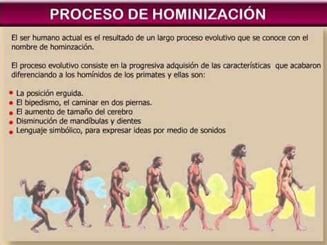 El Proceso De Hominización Concepto Evolutivo Del Hombre