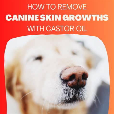 How To Get Rid Of Growths On Dogs For Under Five Dollars Pethelpful