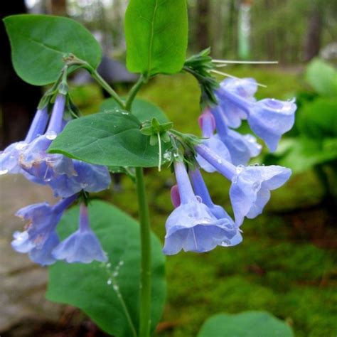 Virginia Bluebell Mertensia Virginica Moss And Stone Gardens