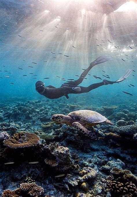81 Best Images About Freediving Inspiration On Pinterest