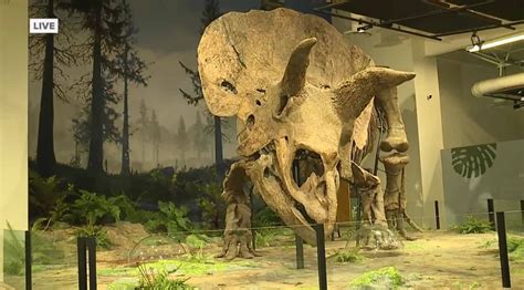 Exhibit Featuring Worlds Largest Triceratops Skeleton Ever Discovered