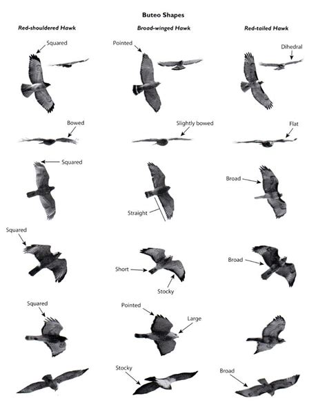 Review Hawks From Every Angle How To Identify Raptors In Flight Pet