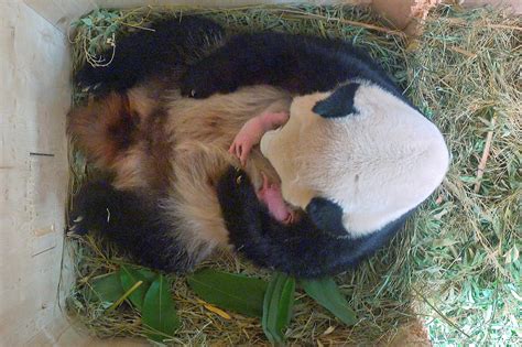 Giant Panda Gives Birth To Surprise Twins At Vienna Zoo