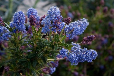 Ceanothus thyrsiflorus (white flowered mountain lilac). Ceanothus 'Concha' | Concha California Lilac | Chonca ...
