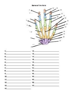 There are a range of sheets included for total. 41 best Anatomy Identification for Anatomy Teachers and ...
