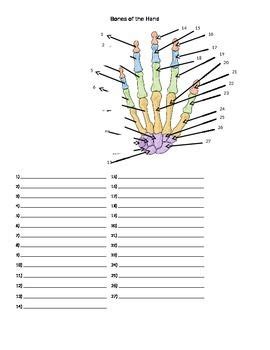 The answers are on the second page of the pdf. Bones of the Hand and Wrist Quiz or Worksheet | Worksheets ...