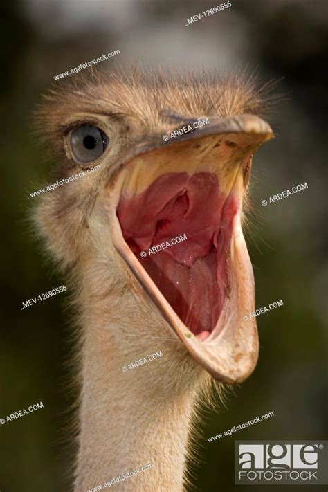Ostrich With Open Mouth In Kenya Africa Stock Photo Picture And