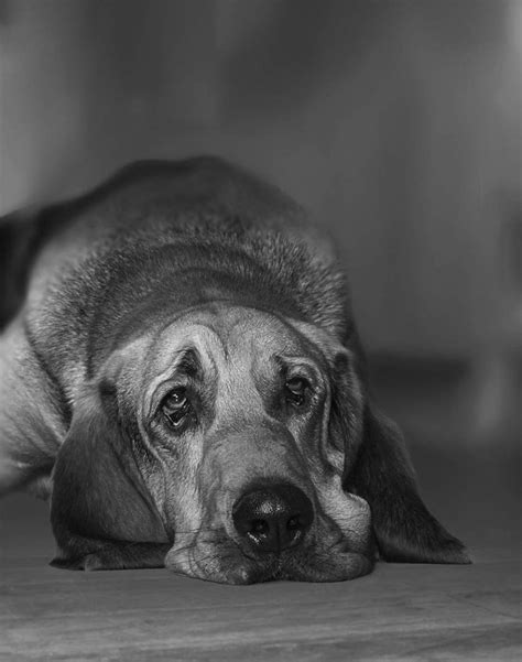 Sad Dog Bloodhound Copyright Gandee Vasan