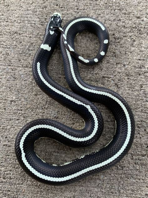 Coastal Striped California King Snake For Sale