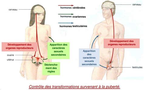 La Communication Hormonale Au Sein De Lorganisme Site De Cours De Collège Et Lycée En Svt