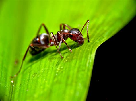 Picturespool Ant Picutres Animals Insects Pictures