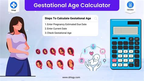 Gestational Age Calculator Pregnancy Estimated Due Date Drlogy