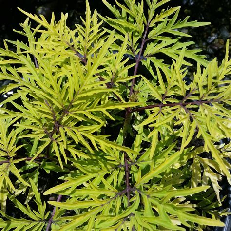 Feed black lace elderberries twice yearly in the spring as the flower buds form and again after fruit sets. Sambucus racemosa 'Lemony Lace®' - Elderberry - Mid Valley ...
