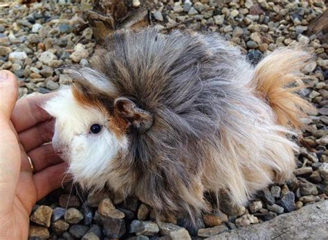 All Things Guinea Pig Fluffy Baby Boris