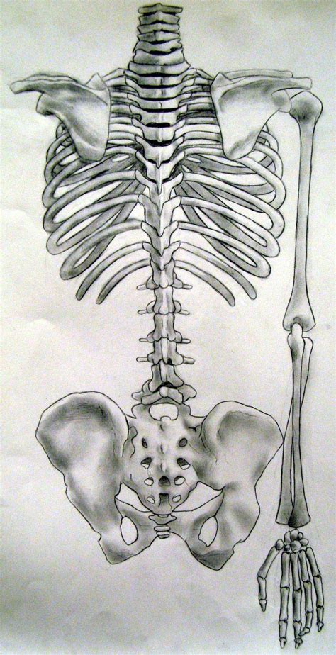 Upper Torso Anatomy Drawing Human Anatomy Upper Torso Muscles Of