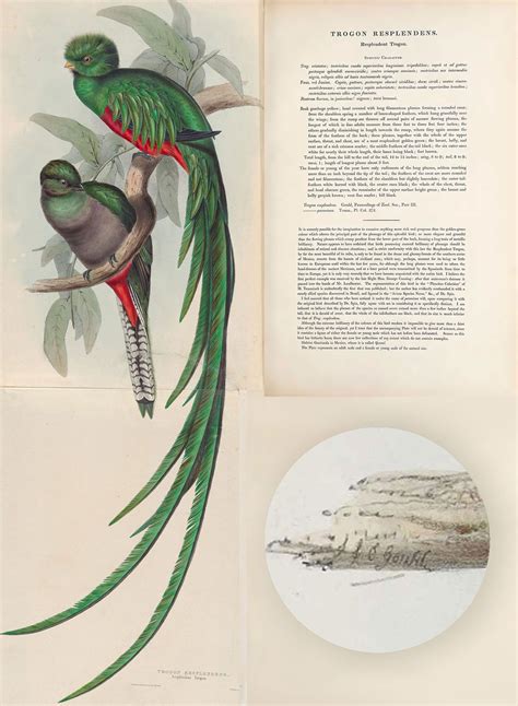 Gallery Who Really Painted These Resplendent Quetzals All About