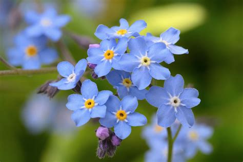 Breathtaking Compilation Of Over 999 Blue Flower Images In Full 4k