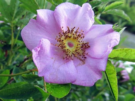 Maybe you would like to learn more about one of these? SWAMP ROSE: (Rosa palustris). Photographed June 26, 2013 ...