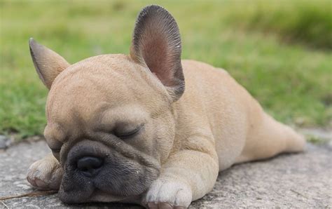 25 How Much Does A French Bulldog Puppy Cost Picture Bleumoonproductions