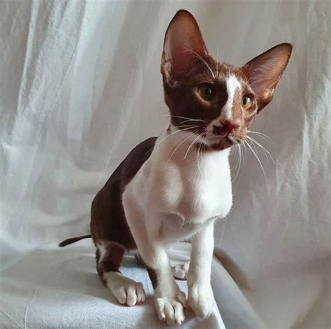 main features  oriental shorthair cats page    petpress