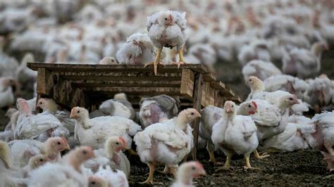 how the risky business of contract poultry farming works charlotte observer