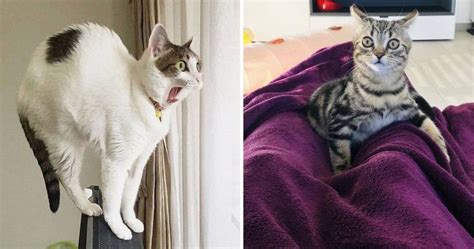 These 17 Overdramatic Cats Will Make You Laugh Viral Cats Blog