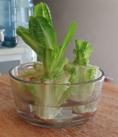 How To Grow Romaine Lettuce From Cuttings Dengarden