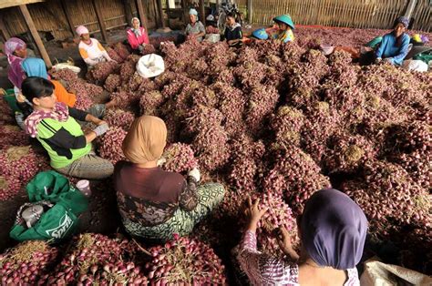 Panen Raya Bawang Merah Harga Terus Membaik