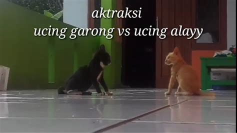 Kucing Garong Vs Kucing Alay Youtube