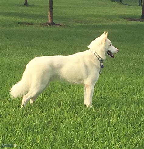 White Siberian Husky Stud Dog In Florida United States Breed Your Dog