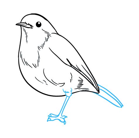 How To Draw A Cartoon Robin At How To Draw