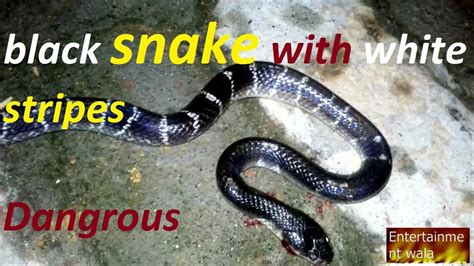 Lazy Black Snake With White Stripes Youtube