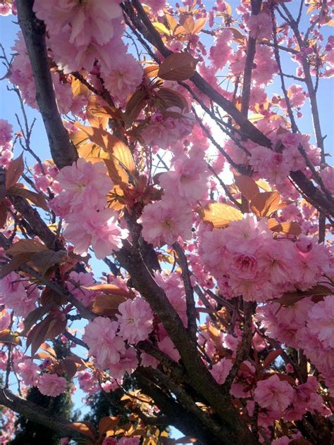 Cherry Blossom Flower Japan Cherry Blossoms Flowers Bokeh Blurred