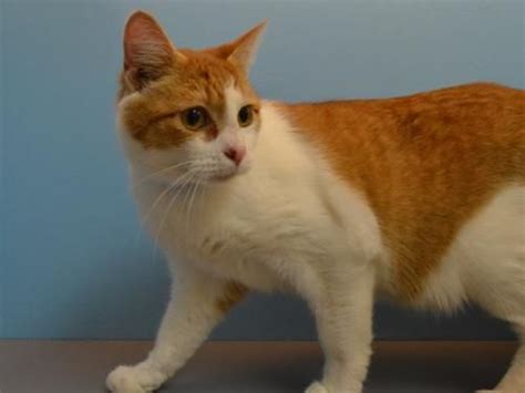 Find another word for fat cats. Pumpkin - Oregon Humane Society | Dog training near me ...