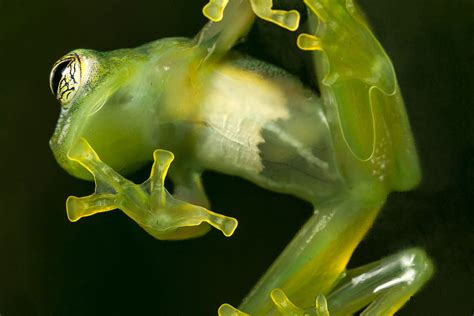 Glass Frogs Reappear In Bolivia After 18 Years Cgtn