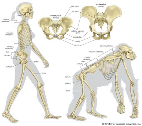 Locomotion Human Evolution Anatomy Evolution