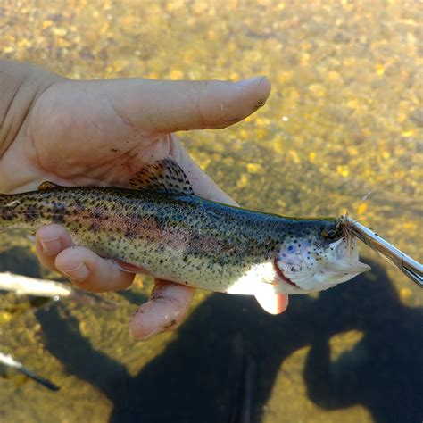 Beatiful Little Trout Caught On A Fly Rfishing