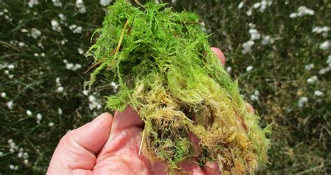 Material Exploration Sphagnum Moss Biomenstrual 🩸🌿 Project Blog