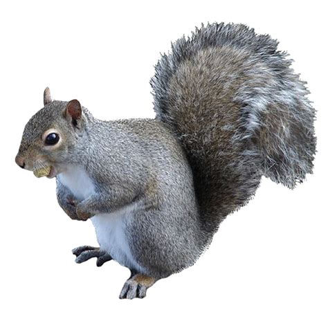 Squirrel Png High Quality Image Png Arts