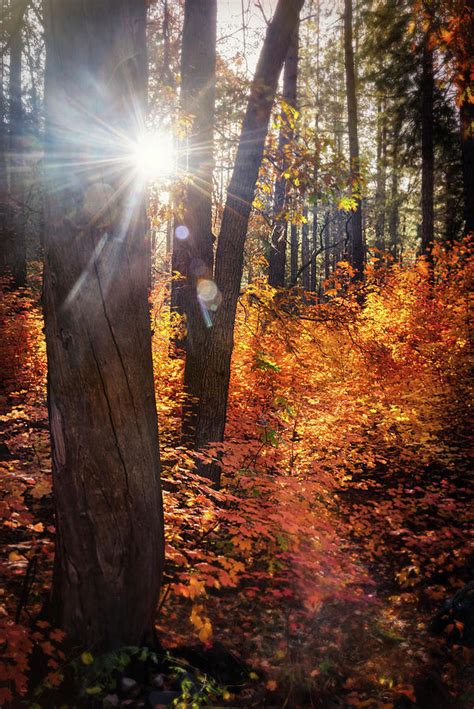 Sunlit Autumn Trees Photograph By Saija Lehtonen
