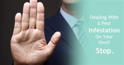 Thus to grow your business, you need to embark on an aggressive marketing there are several other requirements for starting your pest control business. Dealing With a Pest Infestation On Your Own? Don't. - The ...