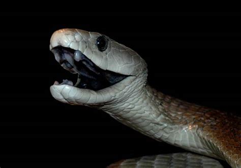 The black mamba is considered to be the longest venomous of all snakes found around africa. And I Think to Myself...What A Wonderful World.: Creature ...